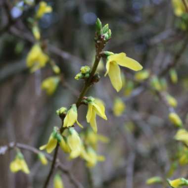 Forsythia x intermedia