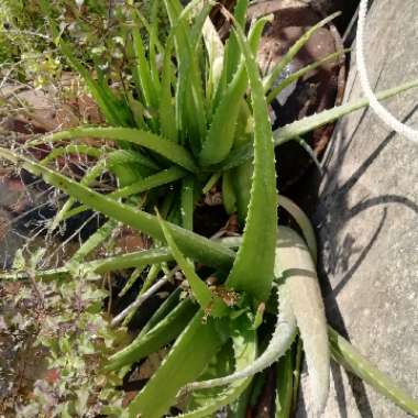 Aloe