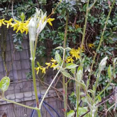 Clematis 'General Sikorski'