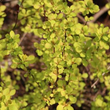 Berberis thunbergii 'Maria'