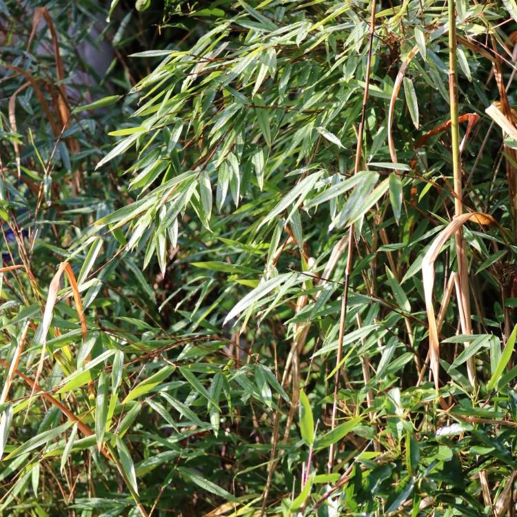 Plant image Phyllostachys aurea 'Albovariegata'