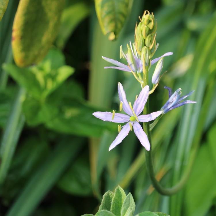 Plant image Camassia 'Blue Heaven'