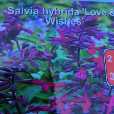 Salvia 'Love and Wishes'