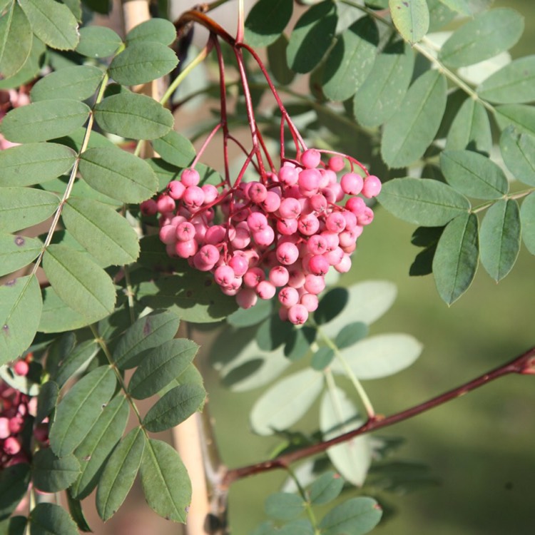 Plant image Sorbus Hupehensis