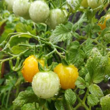 Tomato 'Balconi Yellow' (Cherry Tomato)