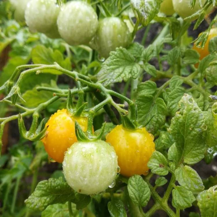 Plant image Solanum lycopersicum var. cerasiforme  'Balconi Yellow'