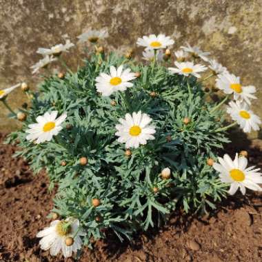 Marguerite Daisy 'Summit White'