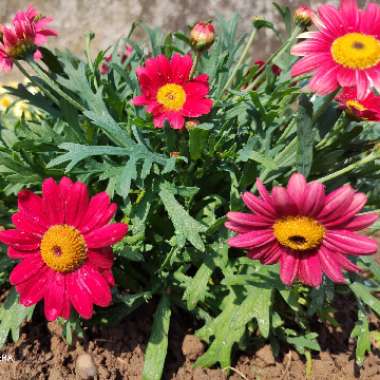 Aramis Daisy 'Aramis Fire'