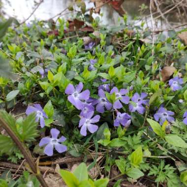 Lesser Periwinkle