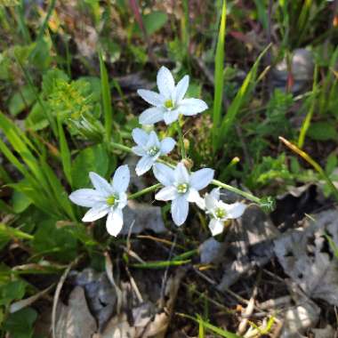 Star of Bethlehem