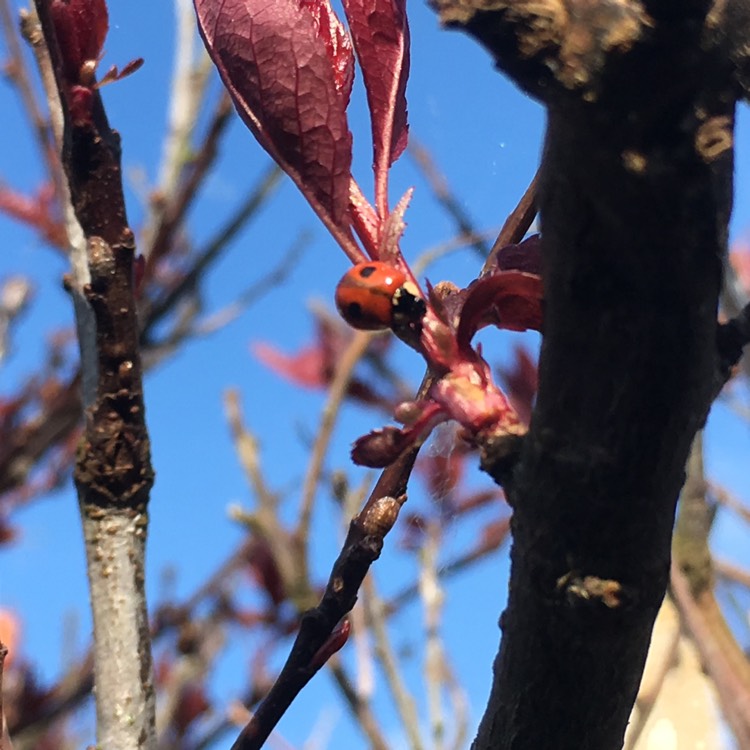 Plant image Prunus cerasifera 'Pissardii Nigra'