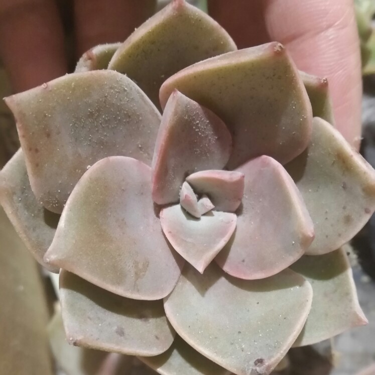 plant image 152056