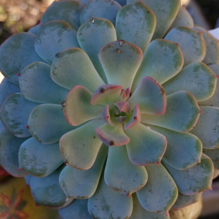 Plant image Echeveria Dondo