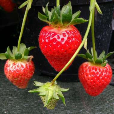 Fragaria x ananassa 'Finesse'