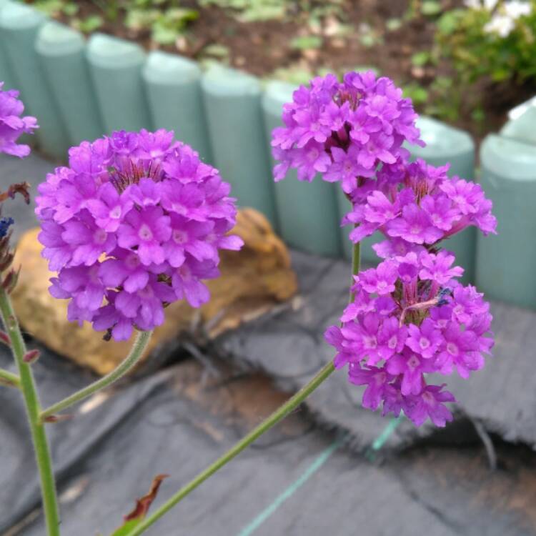 Plant image Verbena 'Santos'