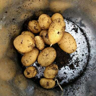 Solanum tuberosum 'Vivaldi'