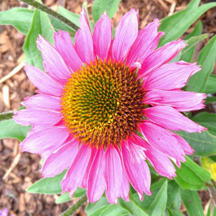 Plant image Echinacea 'Apecssima' (Sunseekers Series) syn. Echinacea 'Sunseekers Magenta'