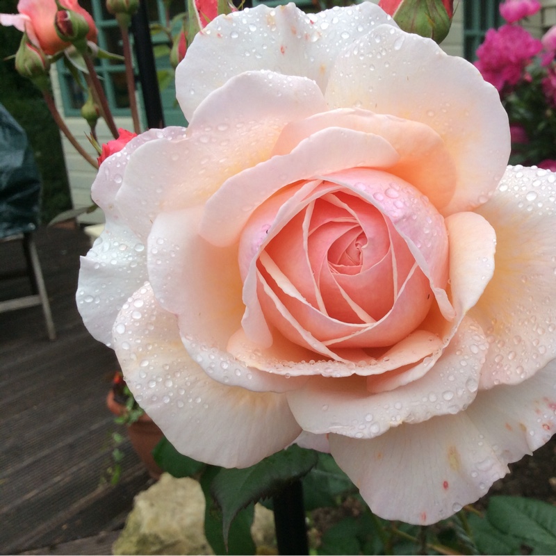 Rose 'A Shropshire Lad' (Shrub)