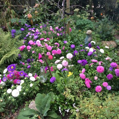 Bedding Aster