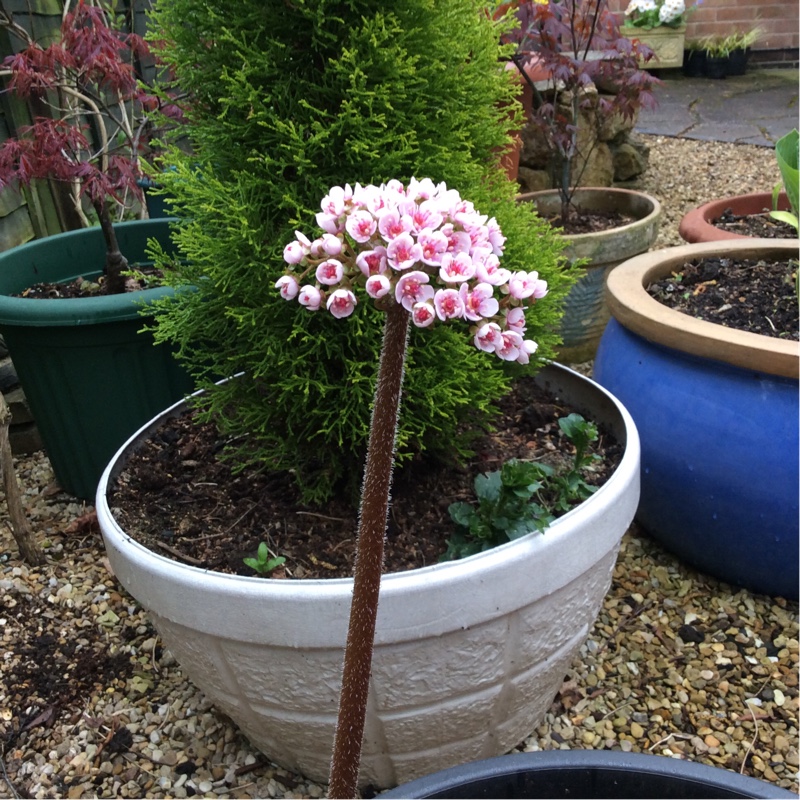 Indian rhubarb