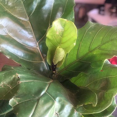 Fiddle Leaf Fig