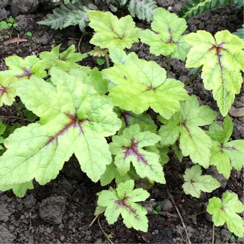 Plant image Tiarella cordifolia