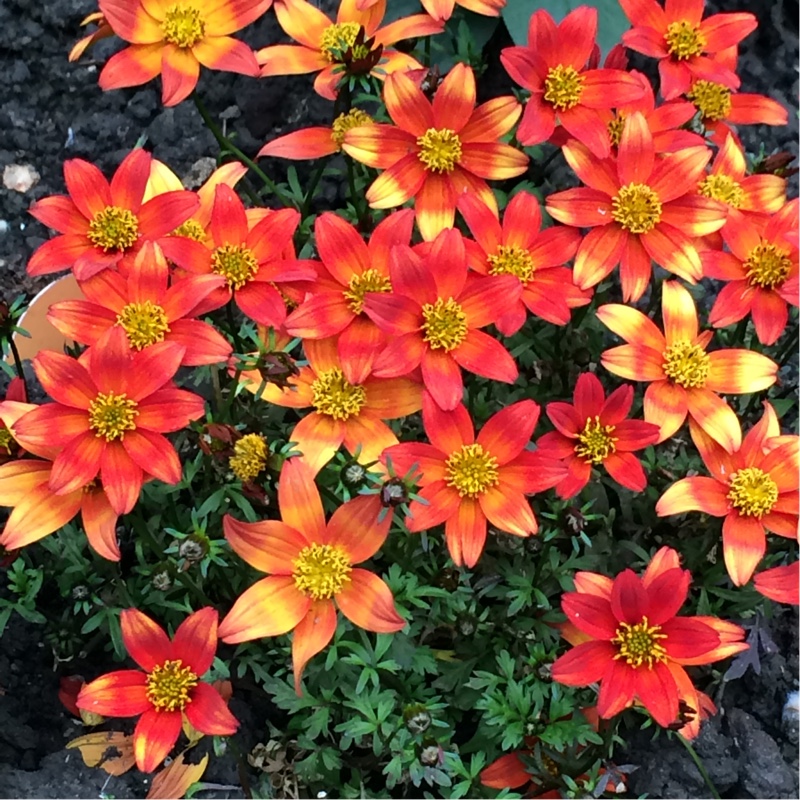 Plant image Bidens 'Bee Dance'