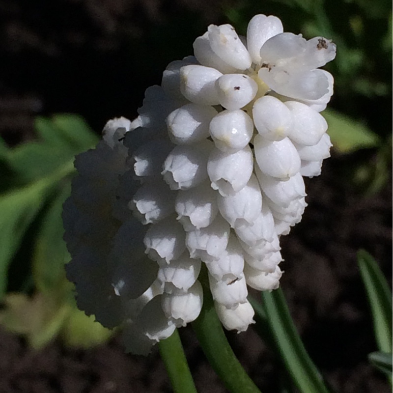 Plant image Muscari aucheri 'White Magic'