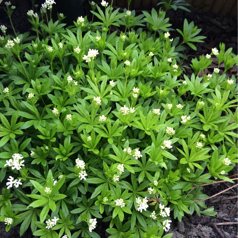 Galium odoratum syn. Asperula odorata