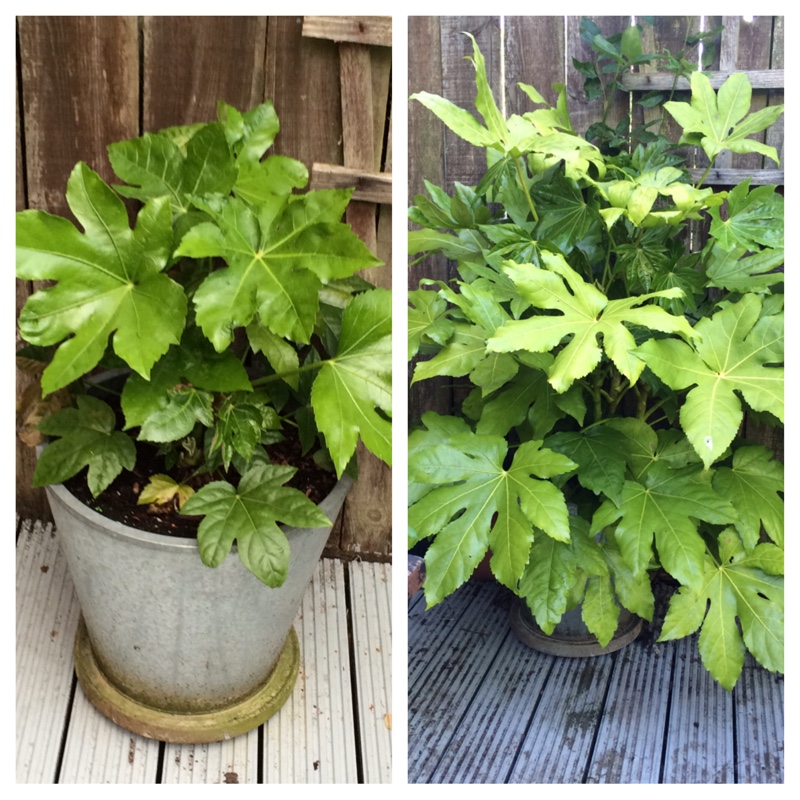 Fatsia japonica  syn. Aralia japonica