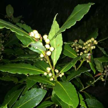 Laurus Nobilis