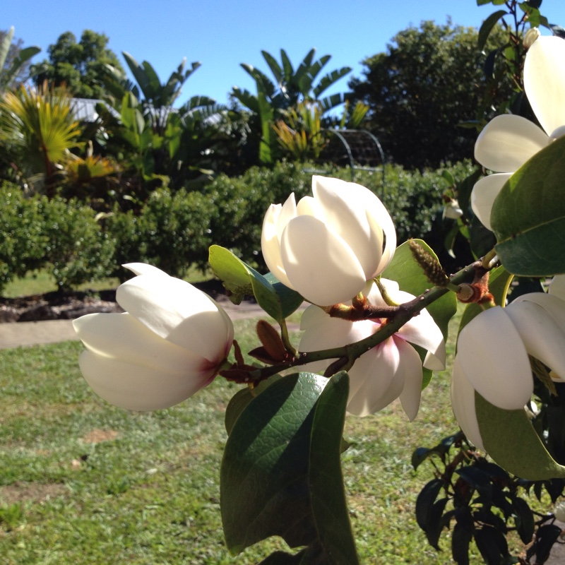 Magnolia 'Champaca'