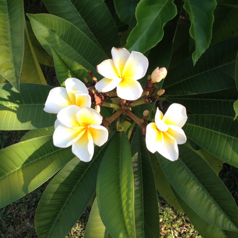 Plumeria