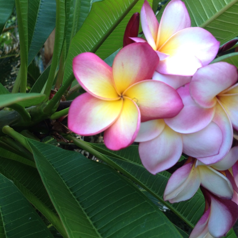 Plumeria