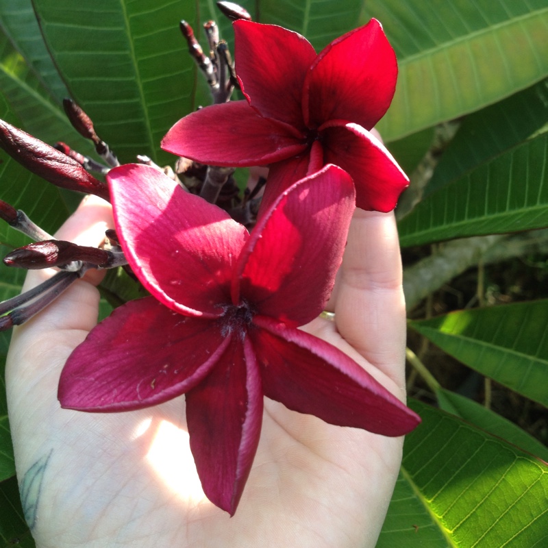 Plumeria