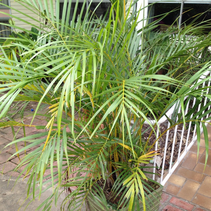 Dypsis lutescens syn. Chrysalidocarpus lutescens, Areca lutescens