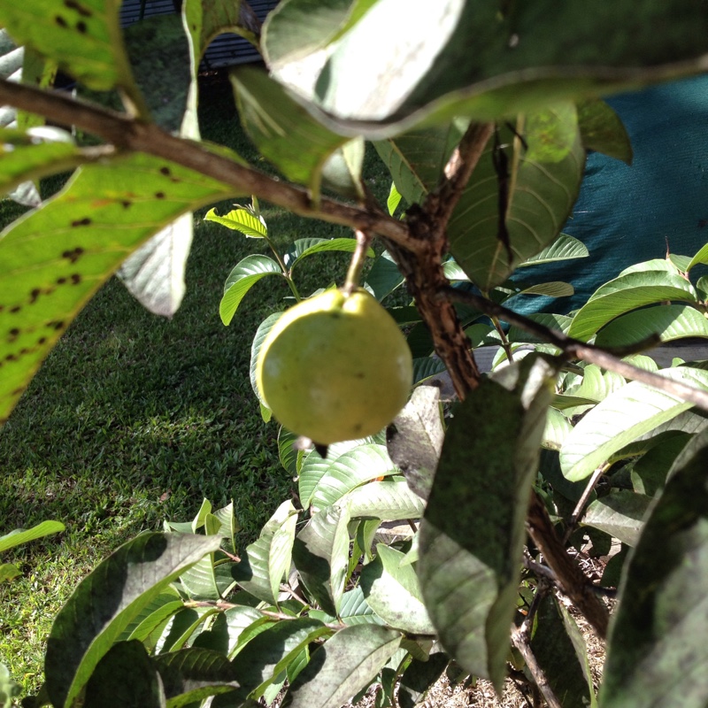 Psidium Guajava