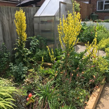 Dense-flowered Mullein