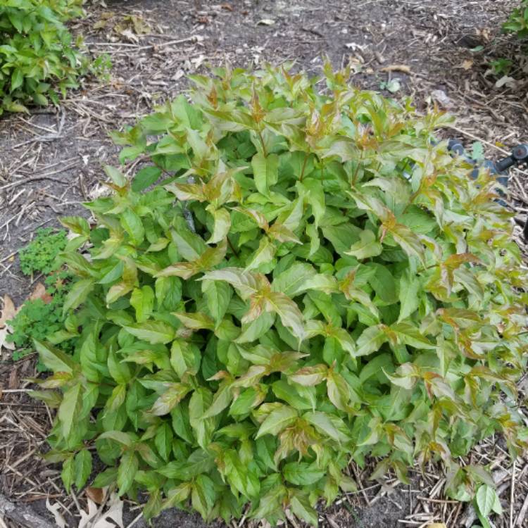 Plant image Stachys floridana