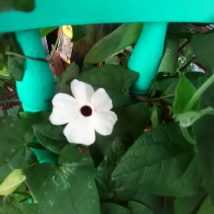 Plant image Thunbergia alata 'White-Eyed Susan'