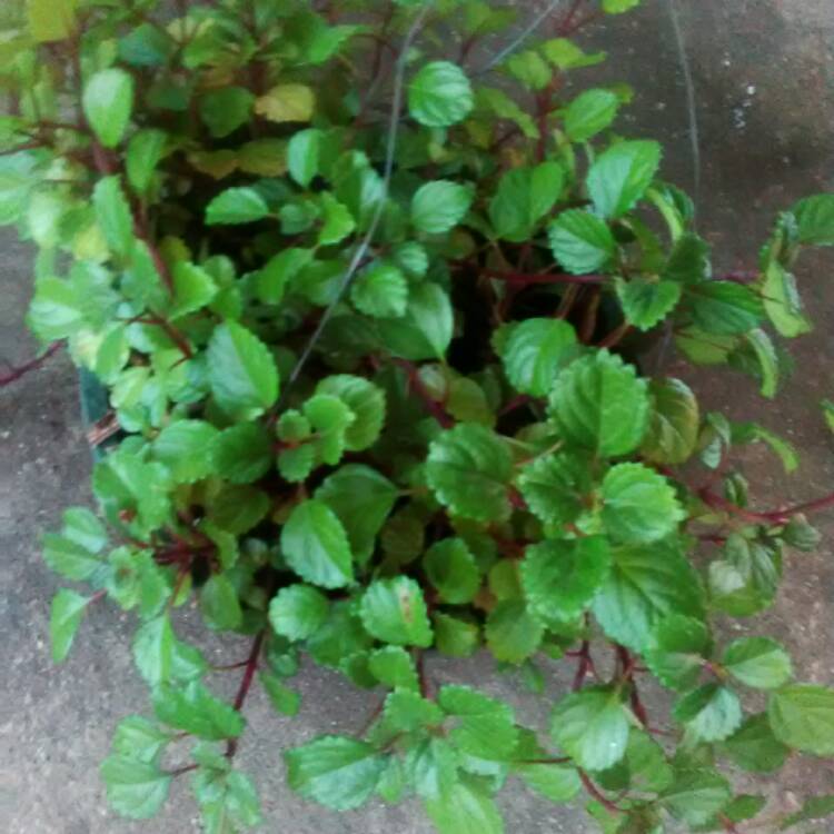 Plant image Plectranthus verticillatus