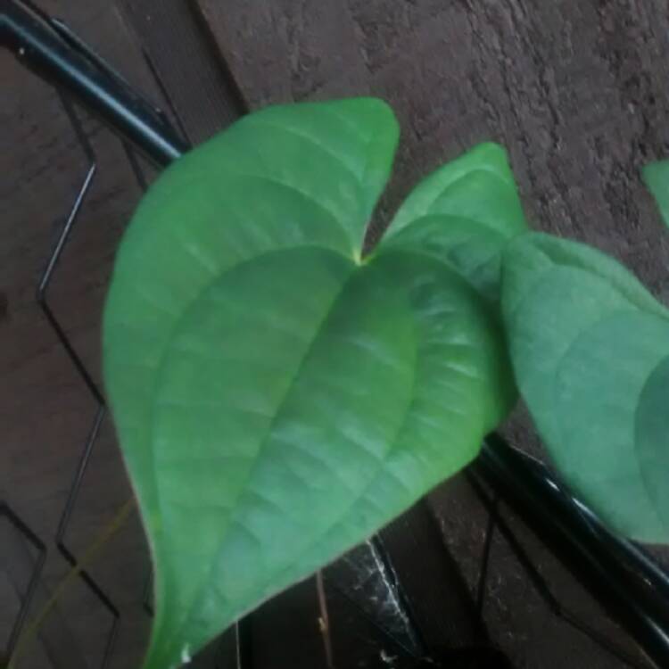 Plant image Dioscorea bulbifera