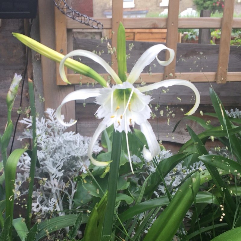 Hymenocallis festalis syn. ismene festalis