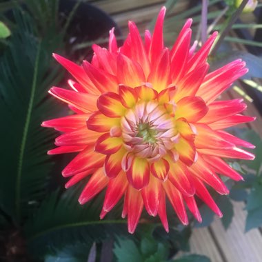 Dahlia 'Karma Bon Bini' (Cactus)