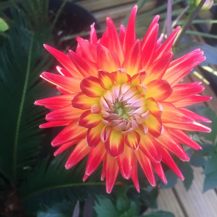 Plant image Dahlia 'Karma Bon Bini'