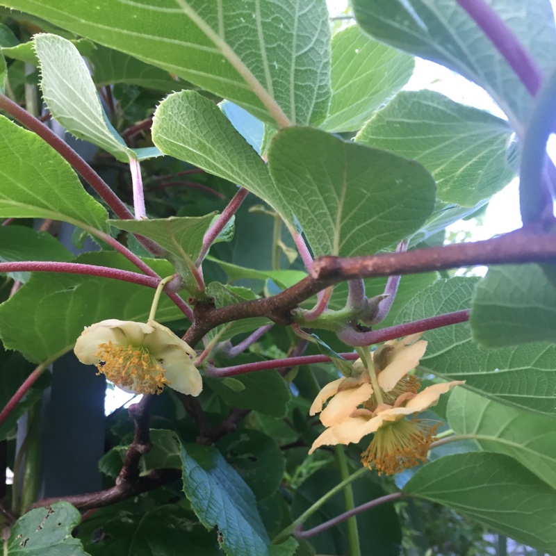 Plant image Actinidia arguta