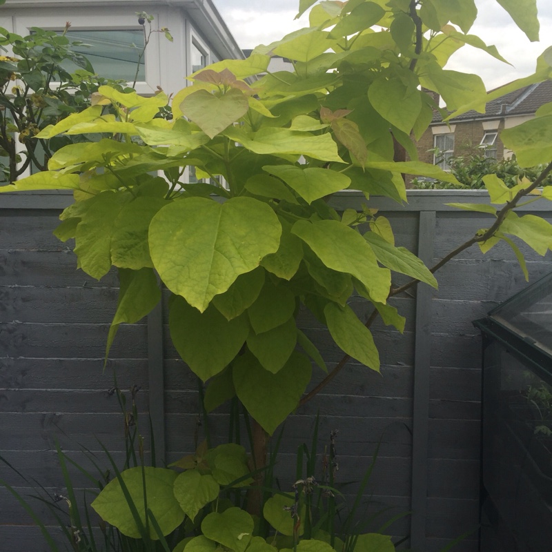 Plant image Catalpa bignonioides  syn.Catalpa catalpa, Catalpa syringaefolia