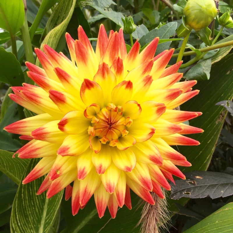 Plant image Dahlia 'Bridge View Aloha'