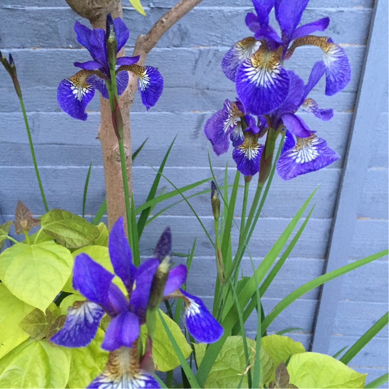 Plant image Iris sibirica 'Caesar's Brother'