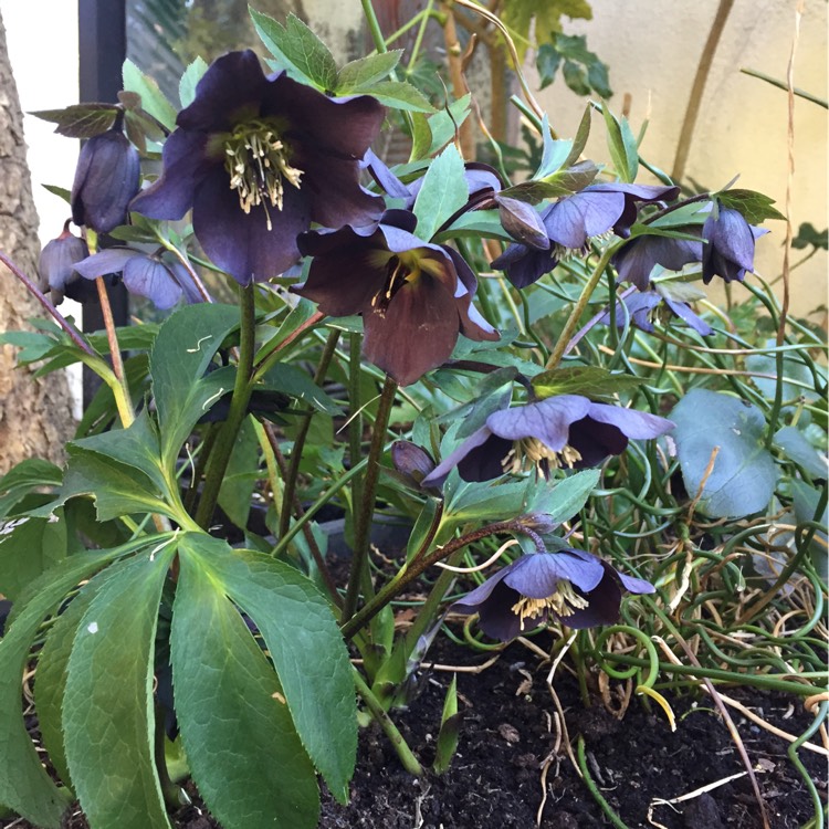 Plant image Helleborus x hybridus 'Harvington Shades Of The Night'